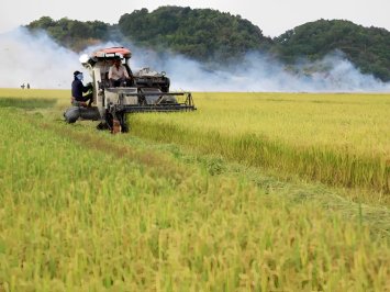 Cơ hội, thách thứ khi xuất khẩu gạo sau năm mới