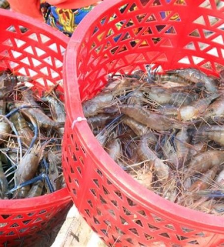 Việt Nam charts green path for shrimp industry amid global sustainability push