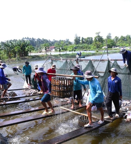 VN's pangasius seeks opportunities amid uncertainties