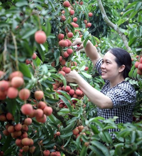 Bắc Giang promotes consumption of signature lychee