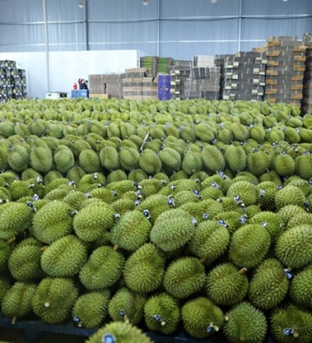 Đắk Lắk durian industry eyes “green lane” exports for sustainable growth