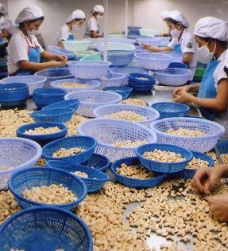 The United States increases imports of high-end cashew nuts, expands supply outside Asia
