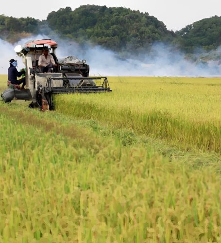 Opportunities,challenges in store for rice exports after new year