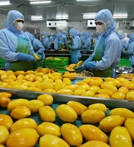 Vietnam eyes 8 billion USD in fruit, vegetable export value in 2025